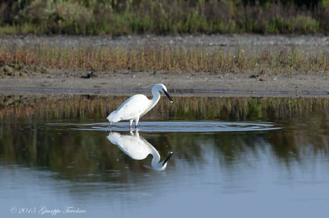 Garzetta (Egretta garzetta) in caccia