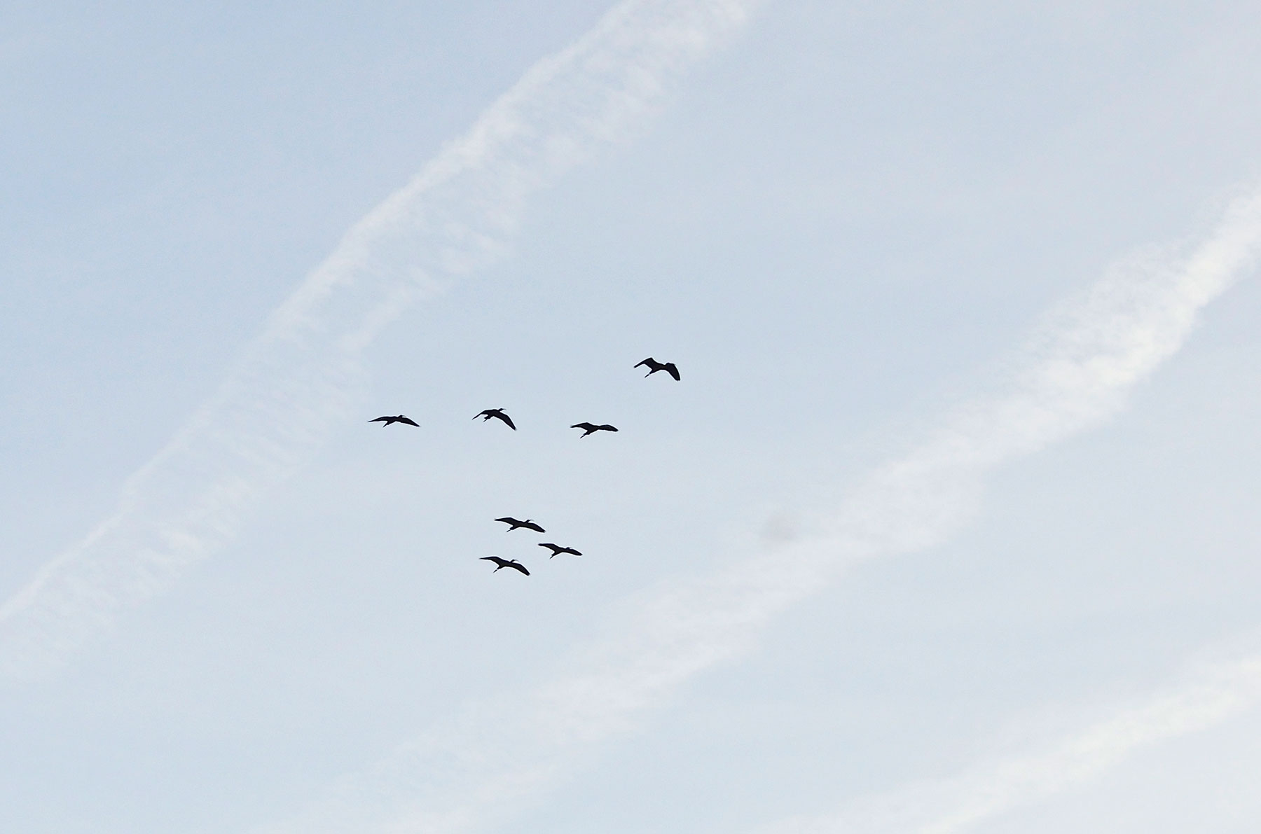 Mignattai (Plegadis falcinellus) in volo