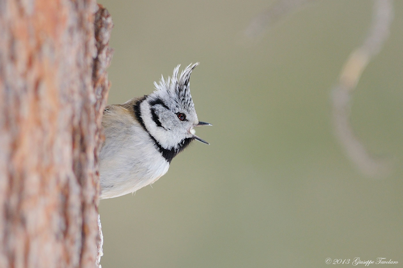 Cincia dal ciuffo (Lophophanes cristatus)