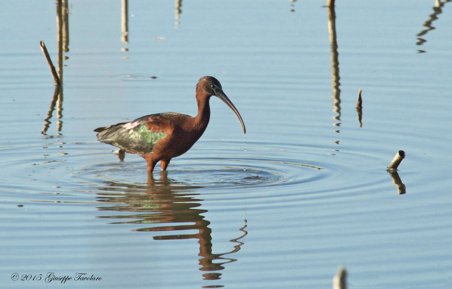 Mignattai (Plegadis falcinellus) in volo