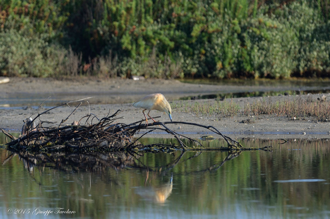 Sgarza ciuffetto (Ardeola ralloides) sul posatoio