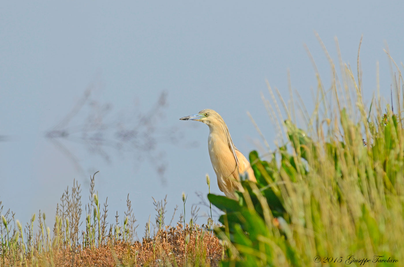 Sgarza ciuffetto (Ardeola ralloides) a distanza ravvicinata.