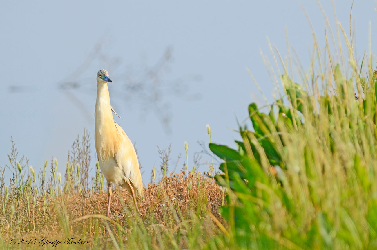 Sgarza ciuffetto (Ardeola ralloides) a distanza ravvicinata.