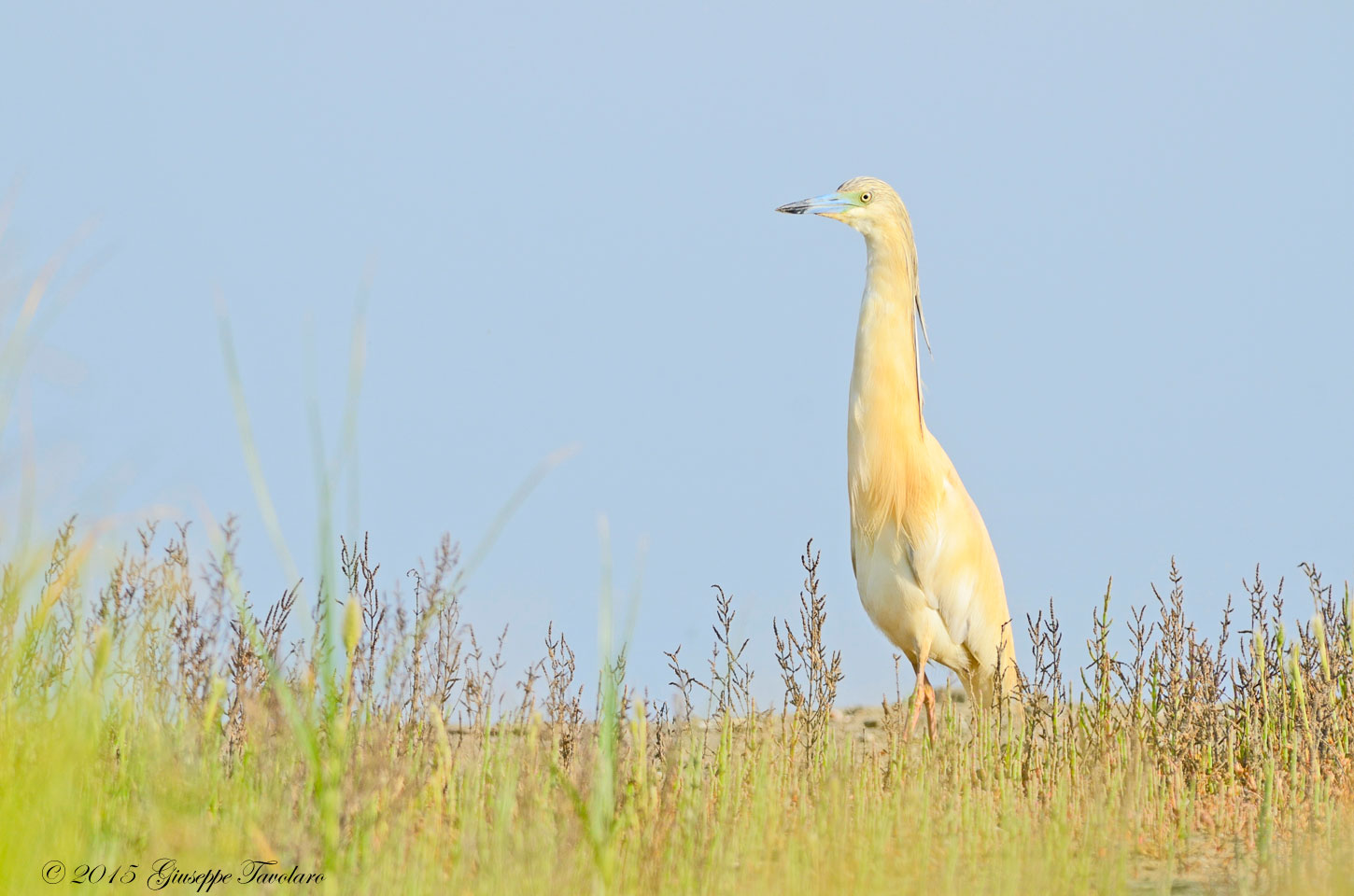 Sgarza ciuffetto (Ardeola ralloides) a distanza ravvicinata.