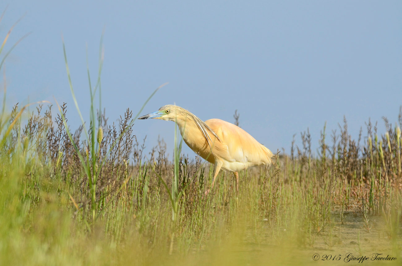 Sgarza ciuffetto (Ardeola ralloides) a distanza ravvicinata.