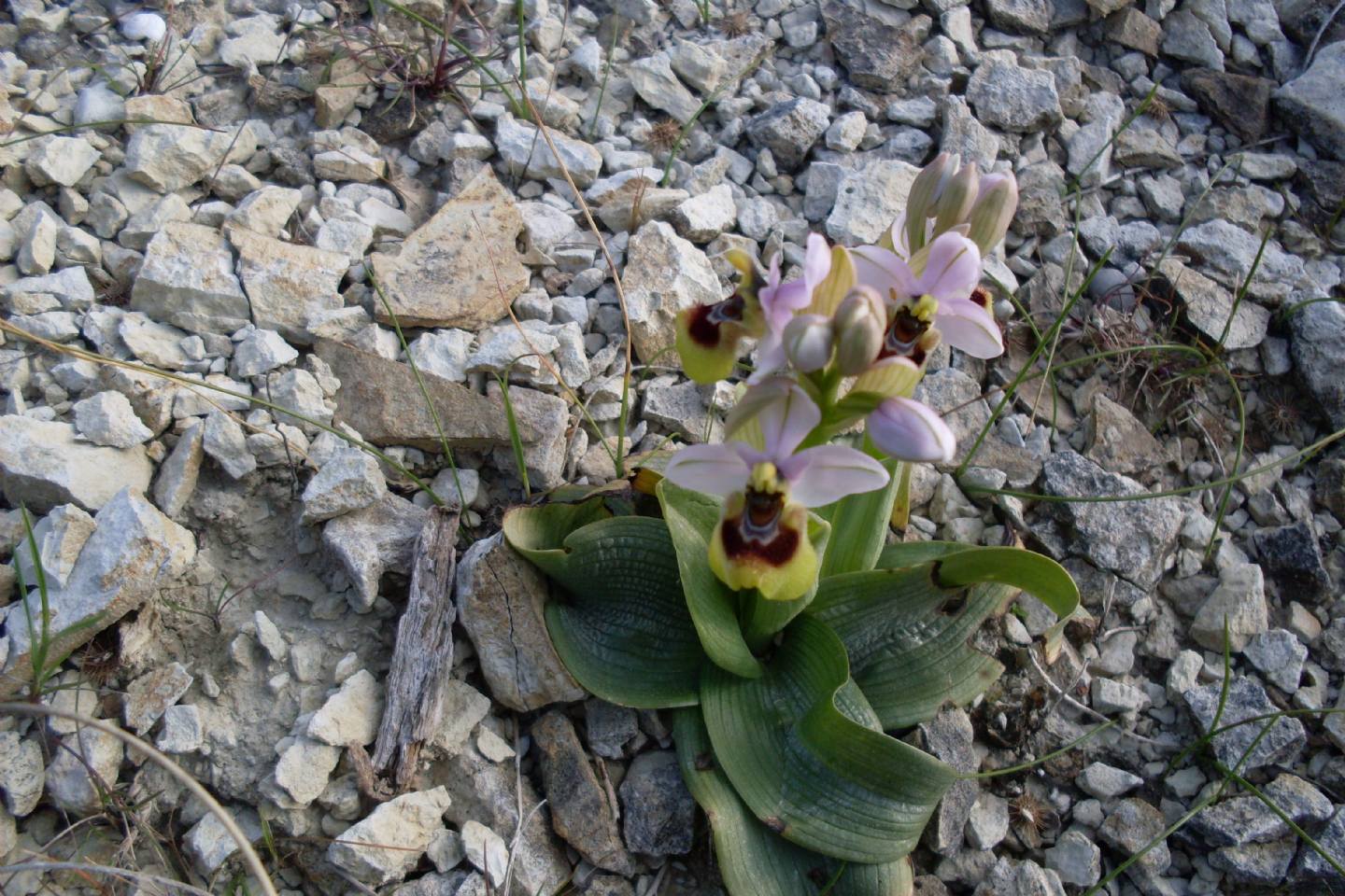 meraviglia fra i calanchi - Ophrys tenthredinifera subsp. neglecta