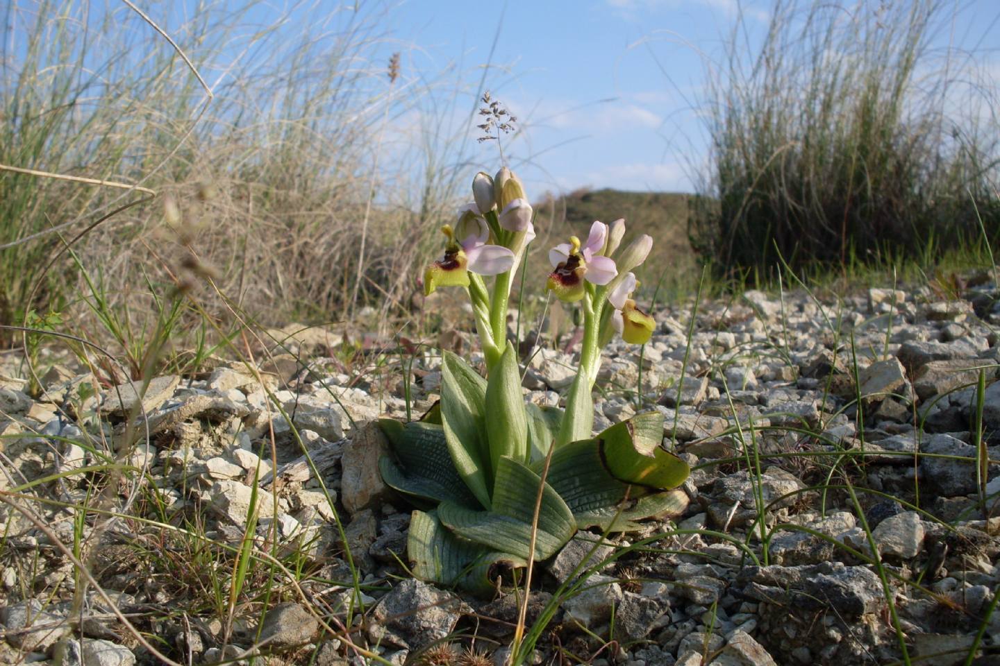 meraviglia fra i calanchi - Ophrys tenthredinifera subsp. neglecta