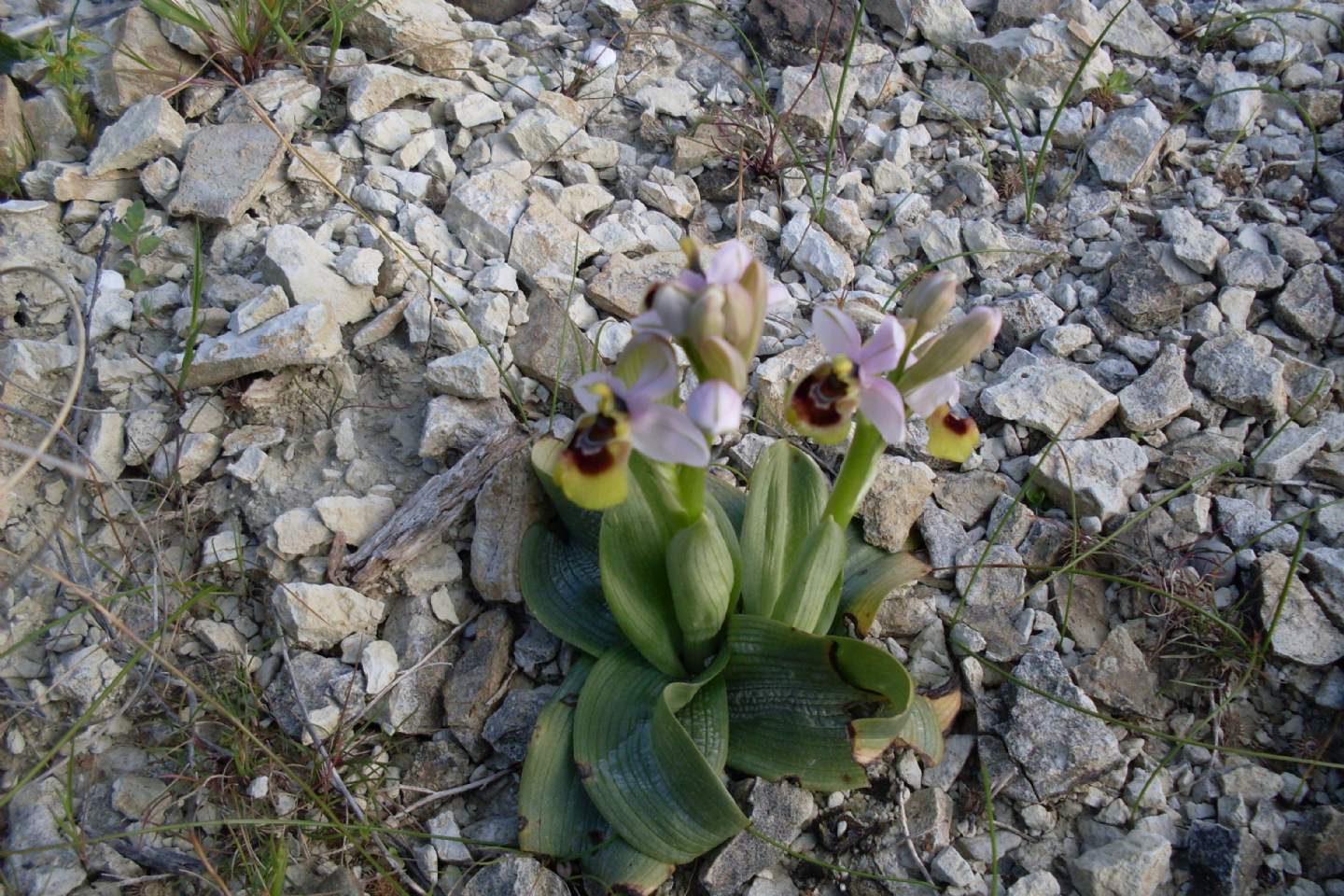 meraviglia fra i calanchi - Ophrys tenthredinifera subsp. neglecta