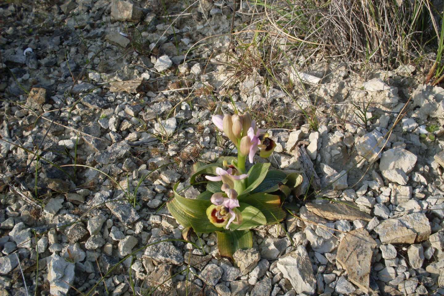 meraviglia fra i calanchi - Ophrys tenthredinifera subsp. neglecta