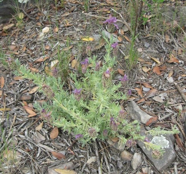 Lavanda - Lavandula stoechas