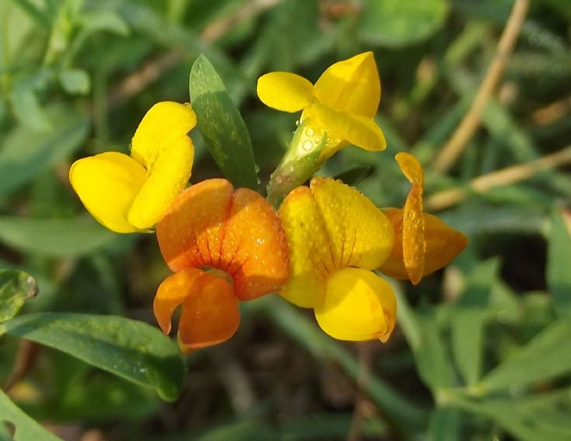 Conferma det. - Lotus gr. corniculatus