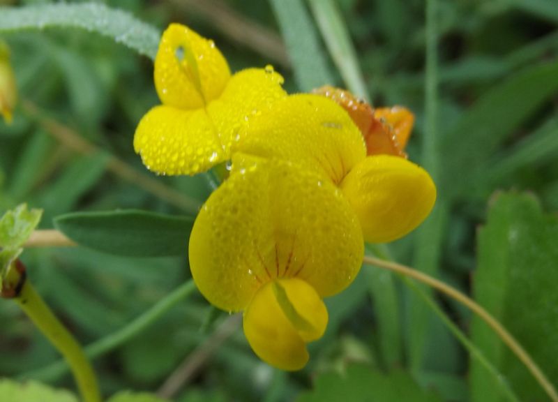 Conferma det. - Lotus gr. corniculatus