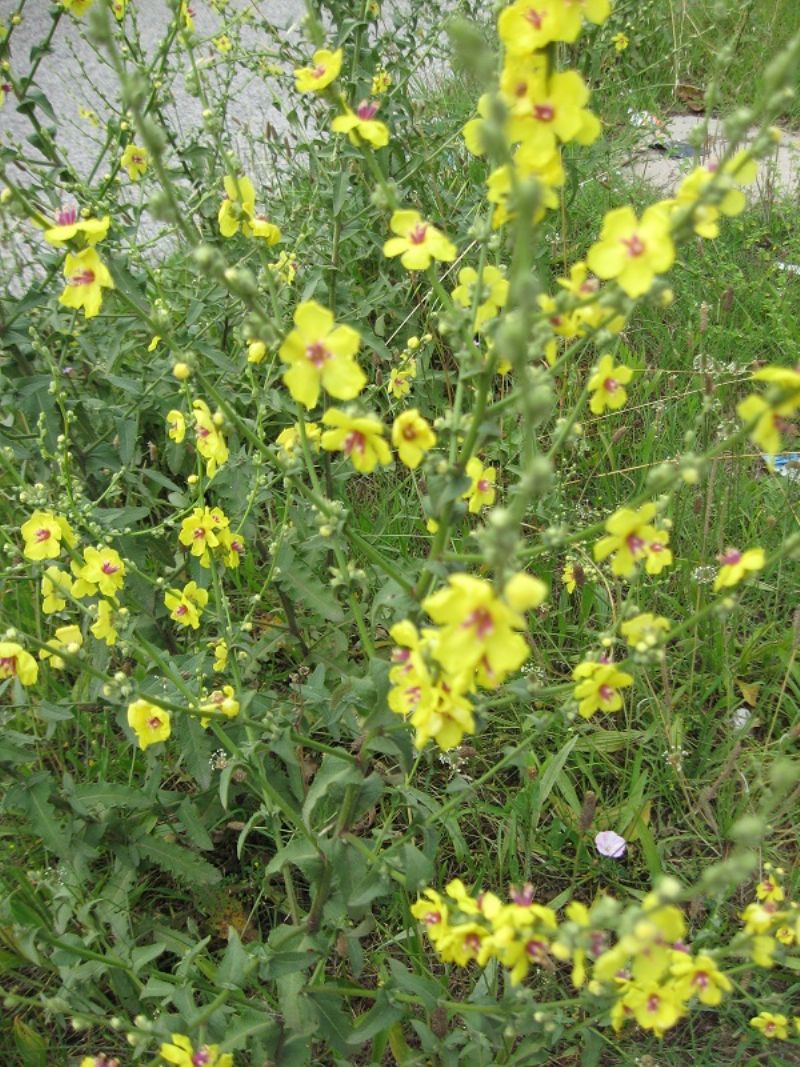 Verbascum sinuatum