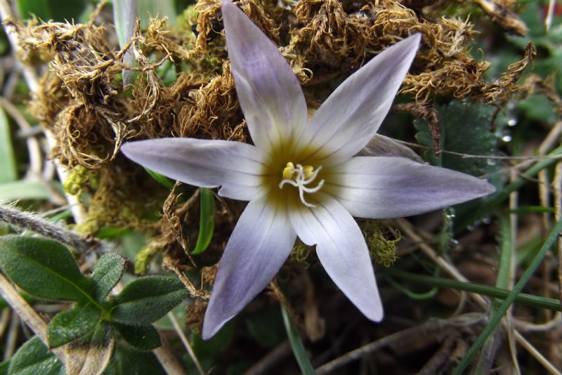 Romulea bulbocodium, Romulea sp. e Crocus sp.