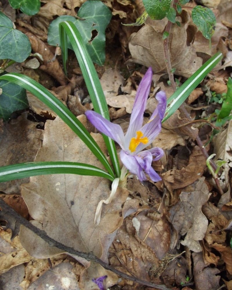 Romulea bulbocodium, Romulea sp. e Crocus sp.