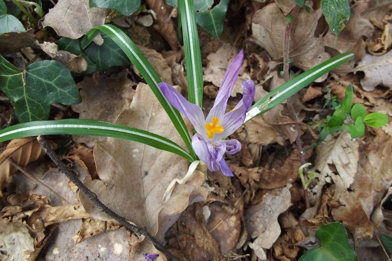 Romulea bulbocodium, Romulea sp. e Crocus sp.