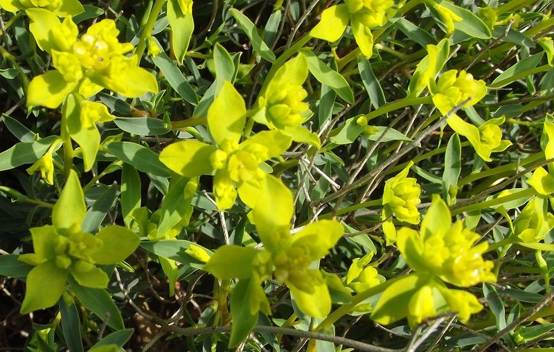 Euphorbia spinosa / Euforbia spinosa