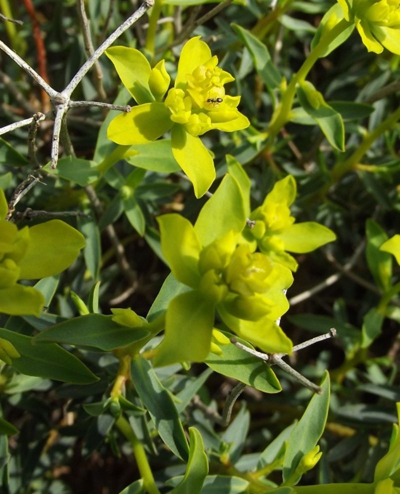 Euphorbia spinosa / Euforbia spinosa