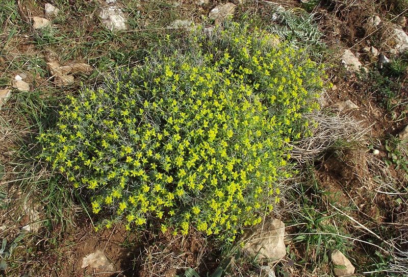 Euphorbia spinosa / Euforbia spinosa