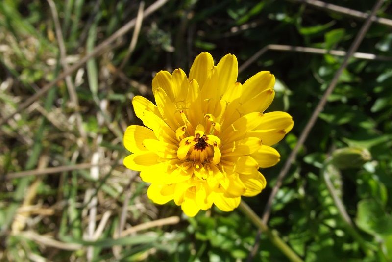 Hyoseris radiata