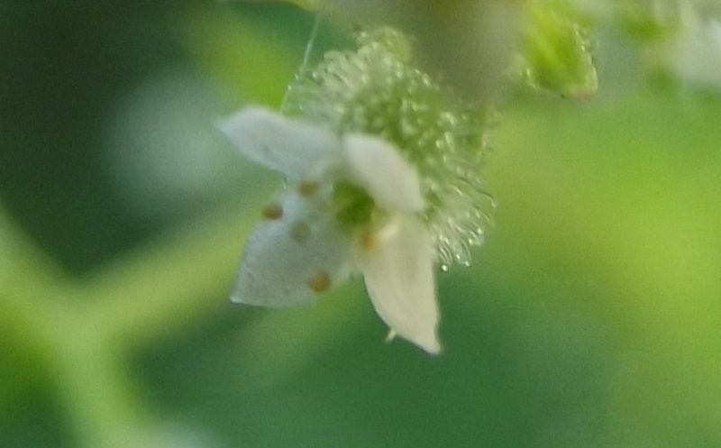 Galium aparine / Caglio asprello