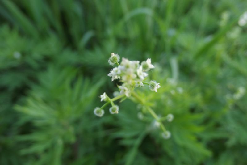 Galium aparine / Caglio asprello