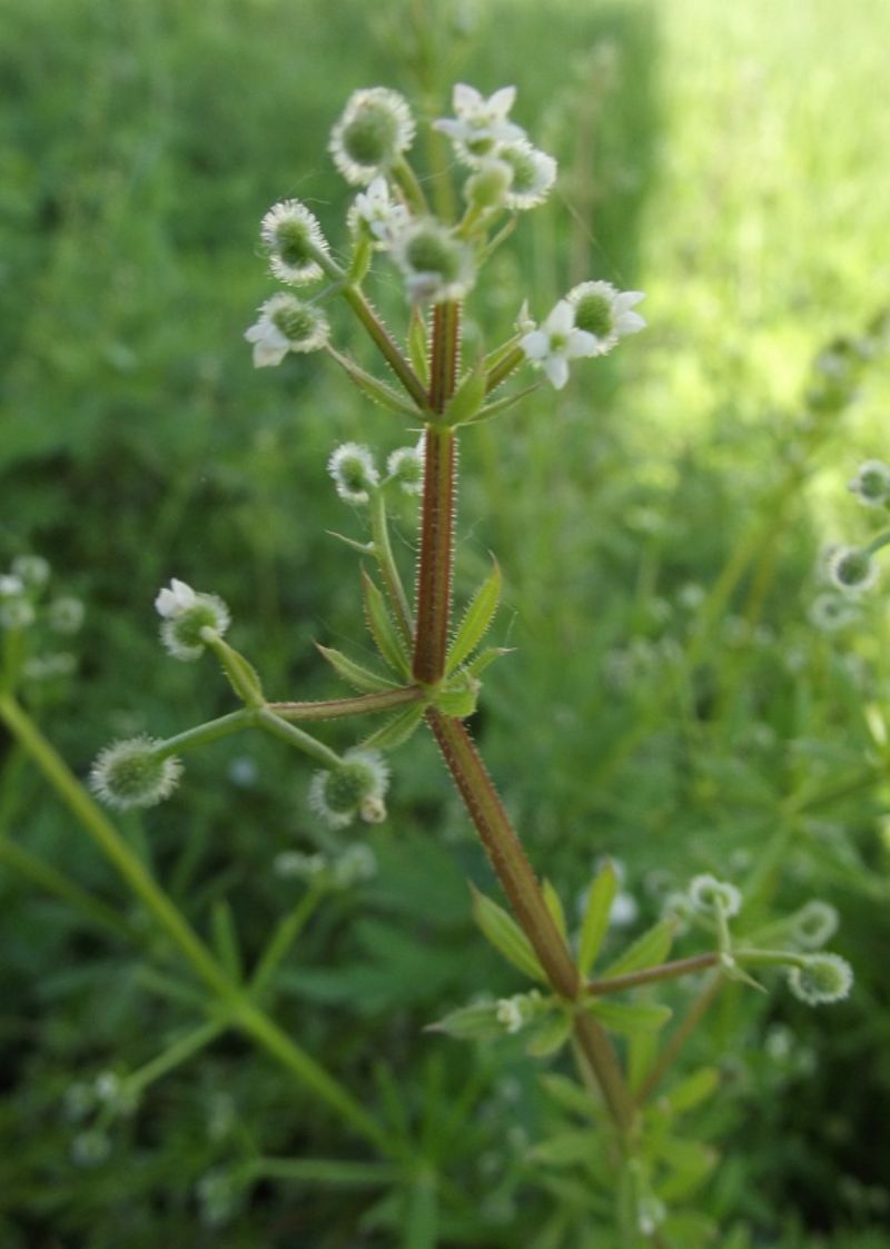 Galium aparine / Caglio asprello