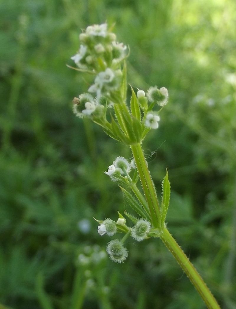 Galium aparine / Caglio asprello