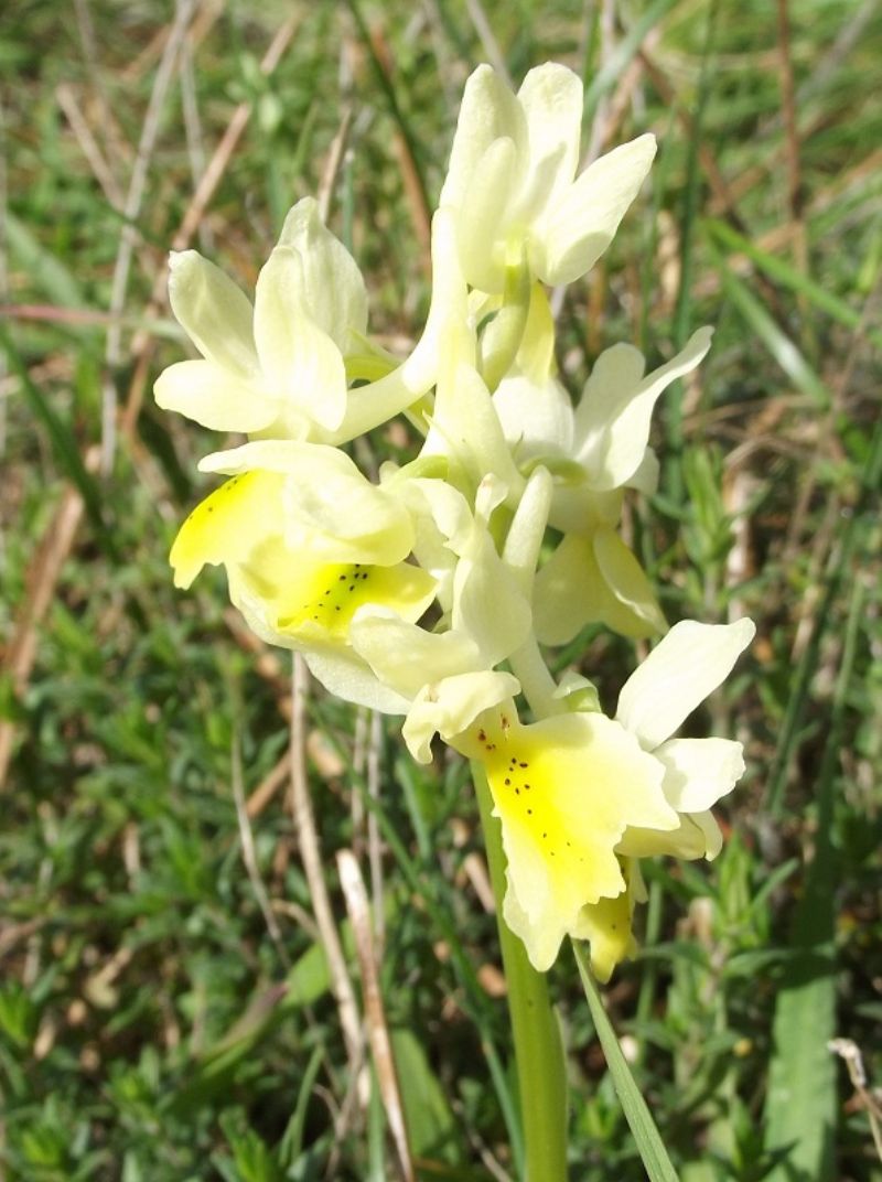 pauciflora monte pisano