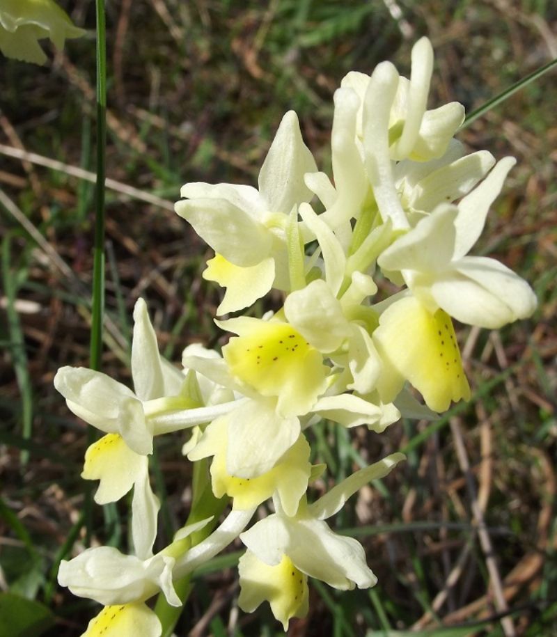 pauciflora monte pisano