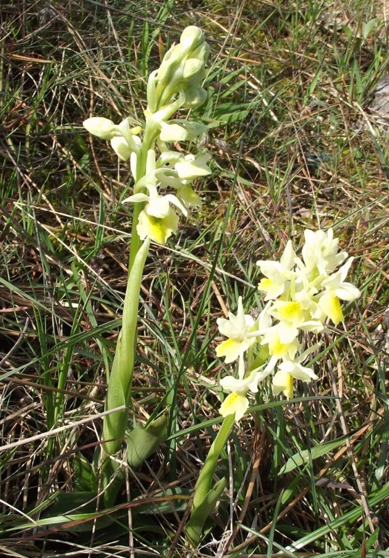 pauciflora monte pisano