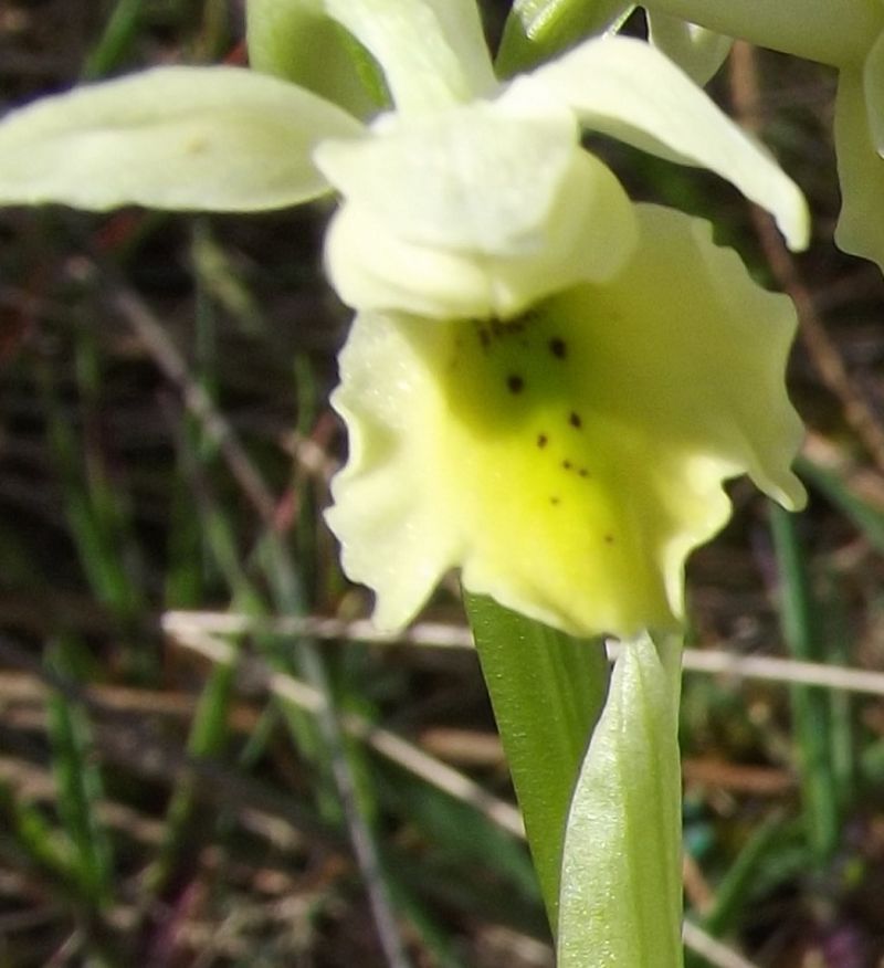 pauciflora monte pisano