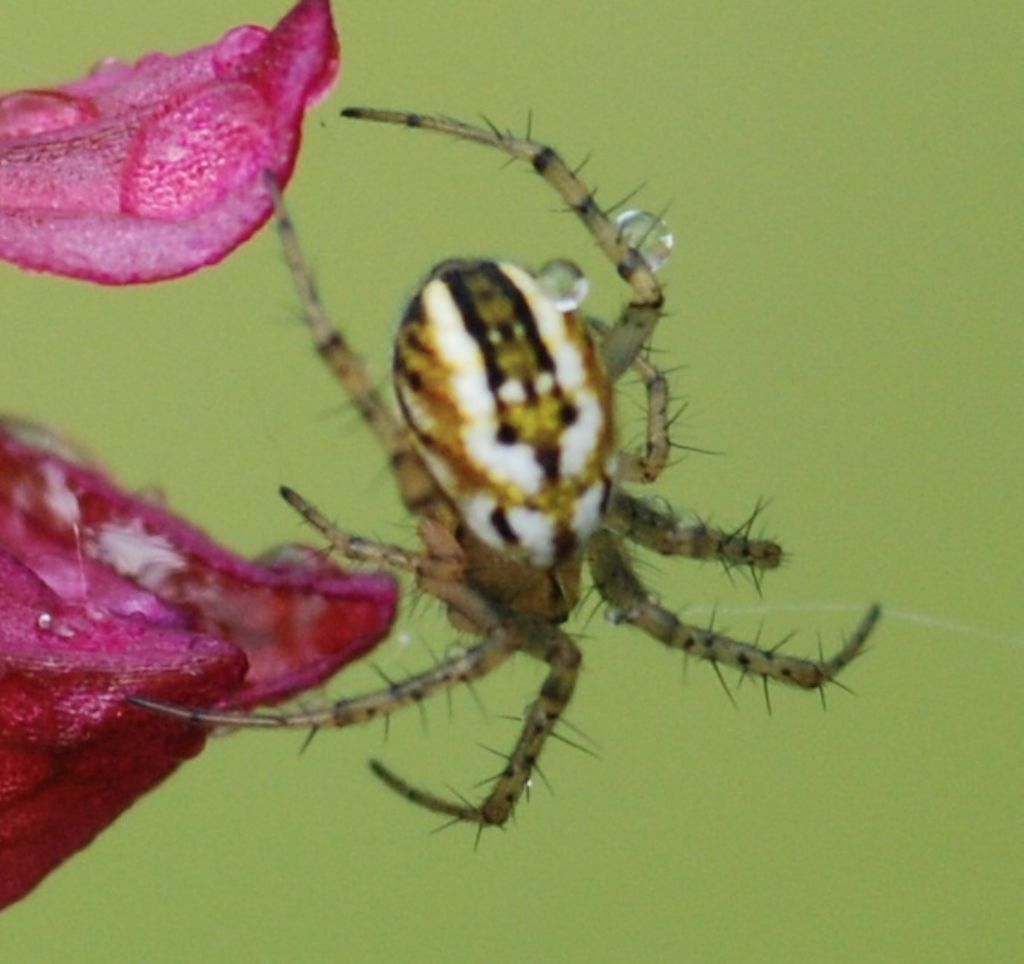 Mangora acalypha - San Giuliano Terme (PI)