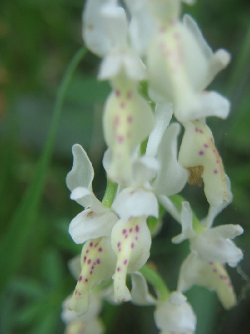 Orchis provincialis