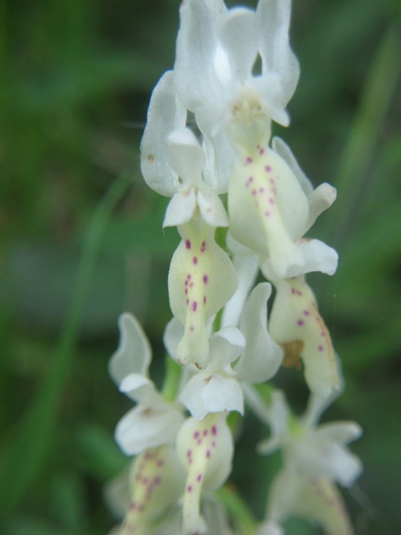 Orchis provincialis