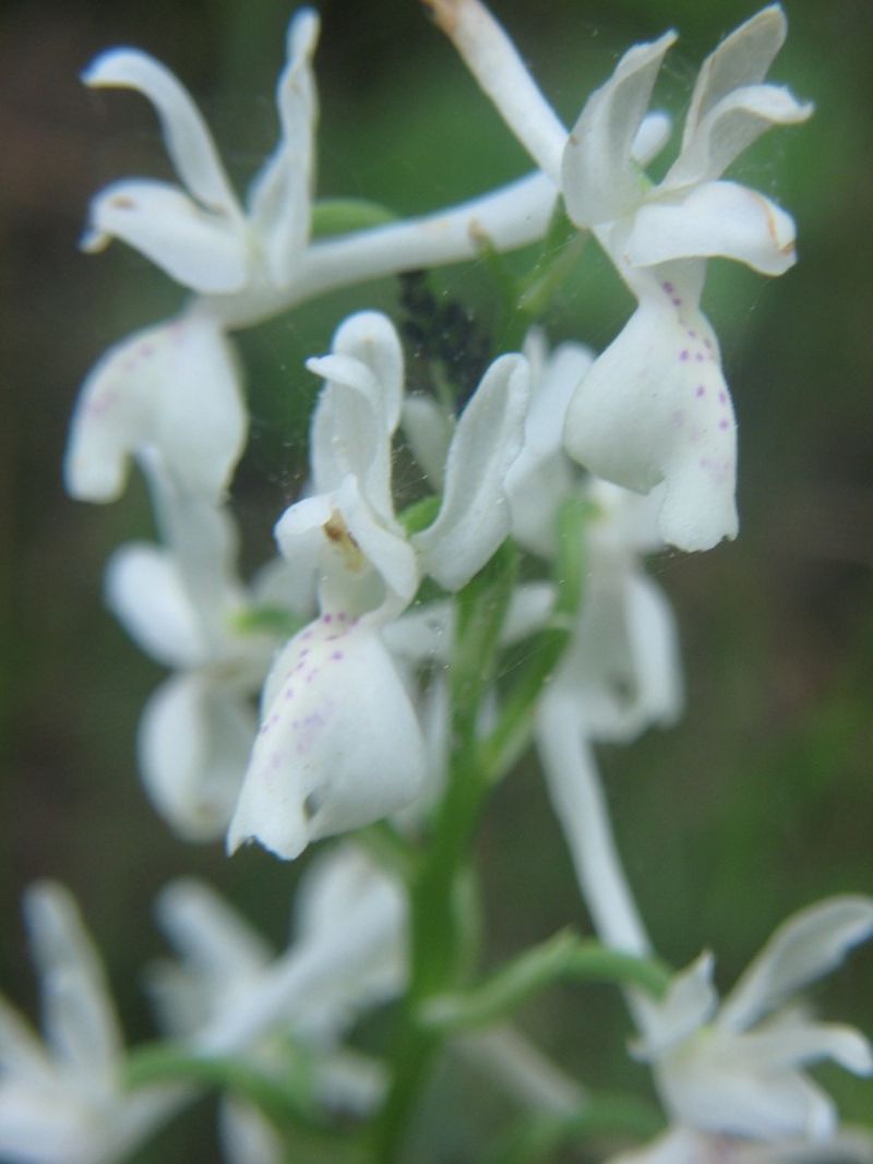 Orchis provincialis