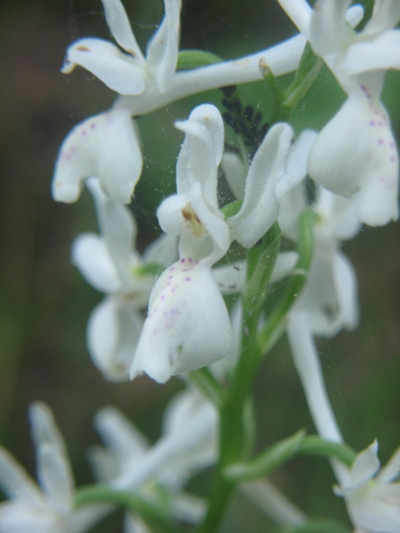 Orchis provincialis