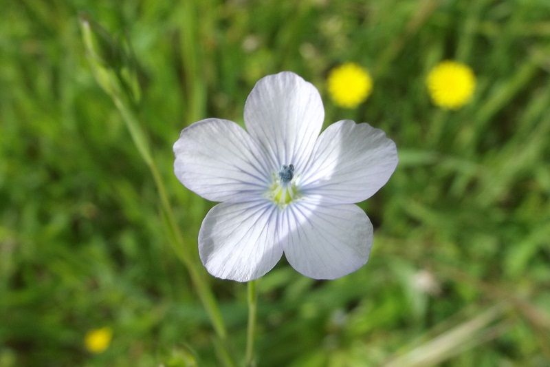 Linum bienne