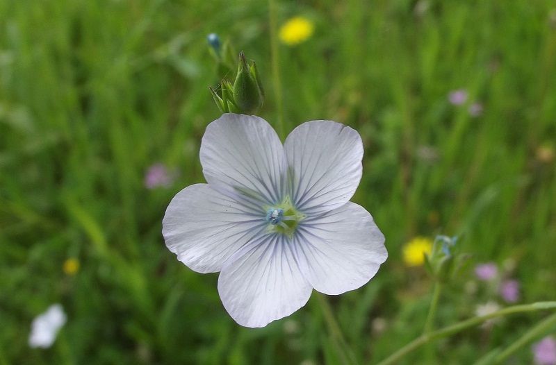 Linum bienne