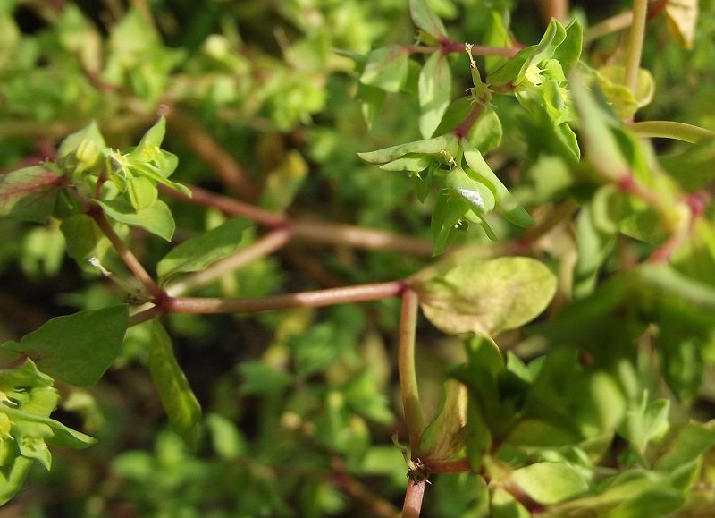 Euphorbia pterococca