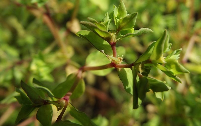 Euphorbia pterococca