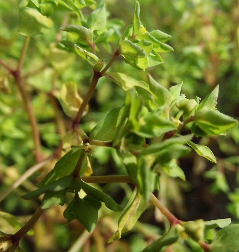 Euphorbia pterococca