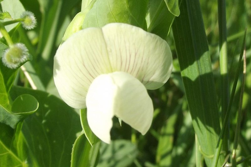 Lathyrus ochrus