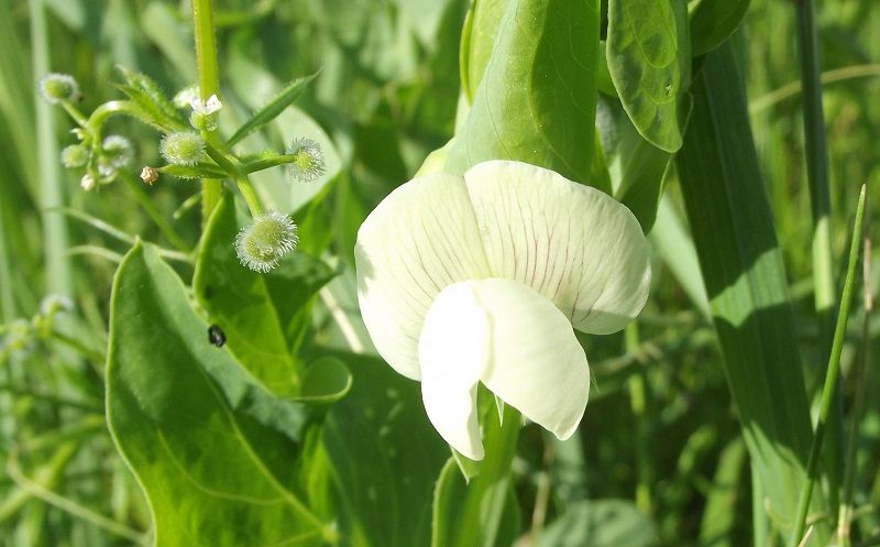 Lathyrus ochrus