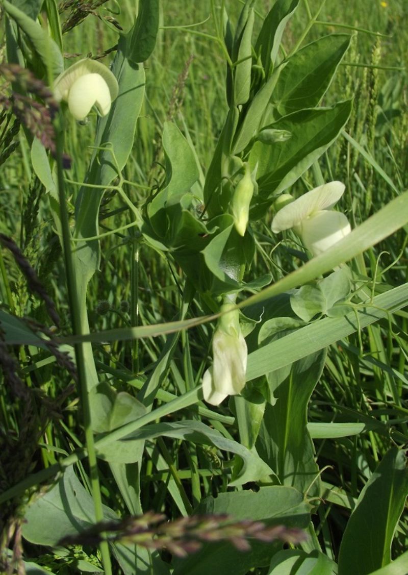 Lathyrus ochrus