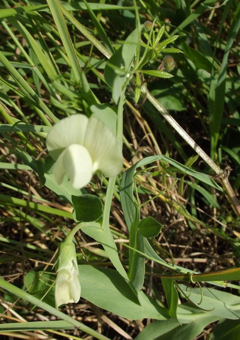 Lathyrus ochrus