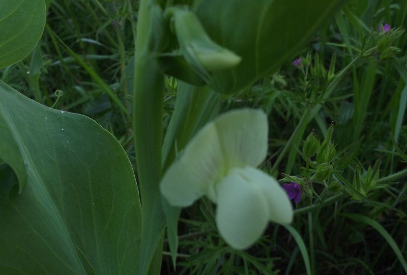 Lathyrus ochrus