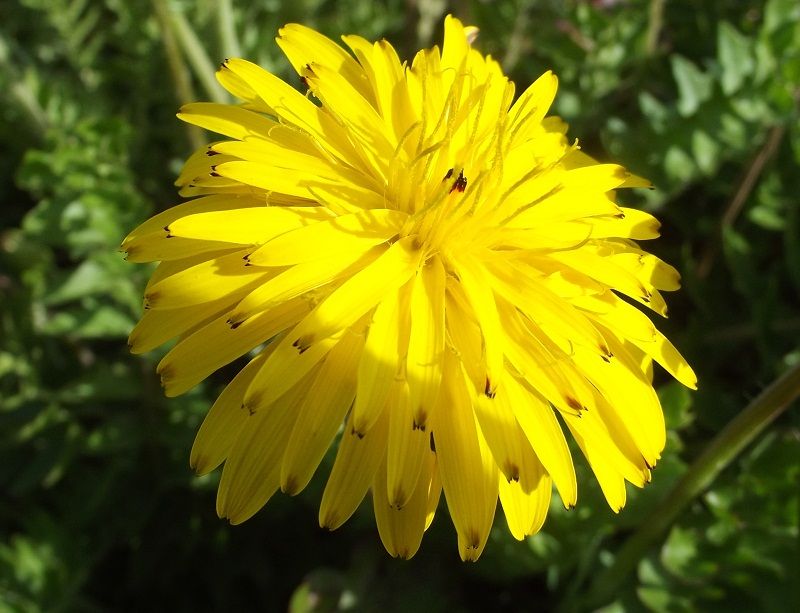 Hyoseris radiata / Radicchio raggiato