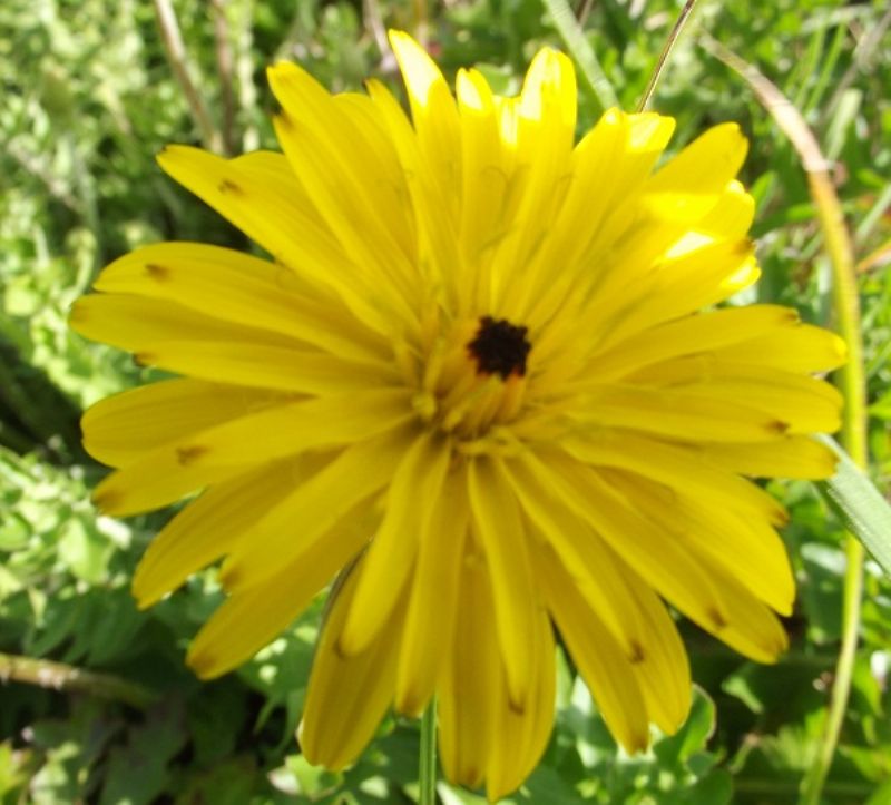 Hyoseris radiata / Radicchio raggiato