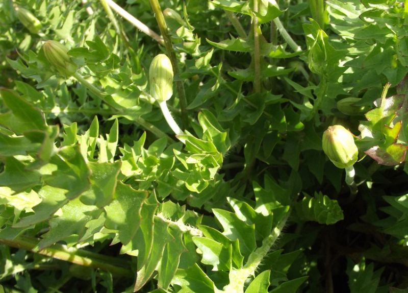 Hyoseris radiata / Radicchio raggiato